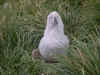 Black browed albatross chick