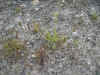 Plantago coronopus - a new species for the Falkland Islands