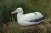 Wandering albatross